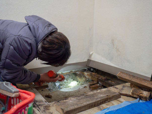 Best Basement Mold Removal  in Hawthorne, NY
