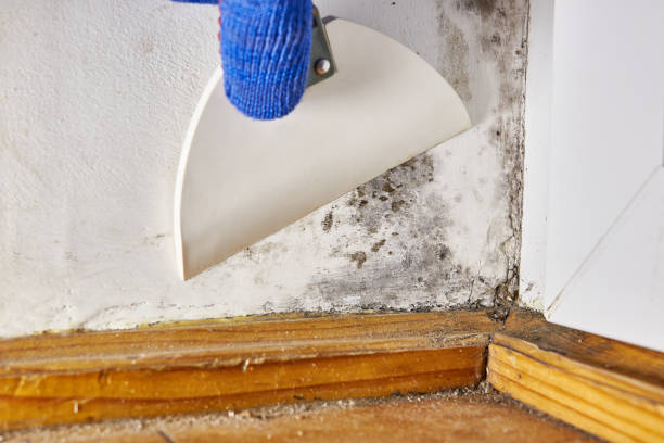 Biohazard Mold Removal in Hawthorne, NY